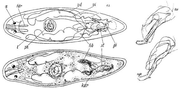 Image of Lioniella