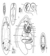 Image of Olisthanellinella