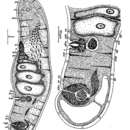 Image de Eumecynostomum flavescens (Dörjes 1968)