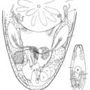 Image of Protoplanella simplex Reisinger 1924