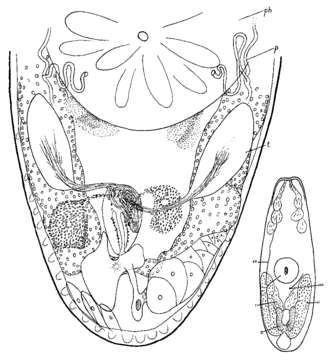 Image of Protoplanella