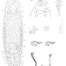 Image of Tauridella iphigeniae (Graff 1905)