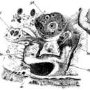Image de Tauridella iphigeniae (Graff 1905)