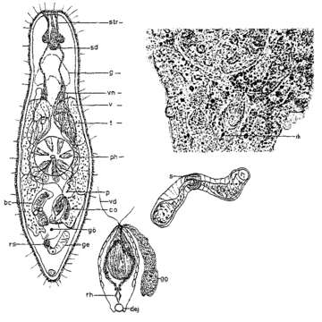 Rhomboplanilla的圖片