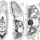 Image of Eumecynostomum fragilis (Dörjes 1968)