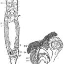 Image de Protopharyngiella buchonina Schwank 1980