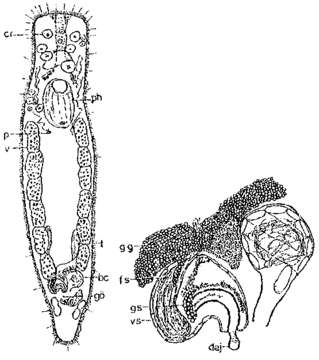 Image of Protopharyngiella