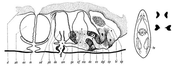 Image of Vranjella