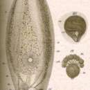 صورة Olisthanella truncula (Schmidt 1858)