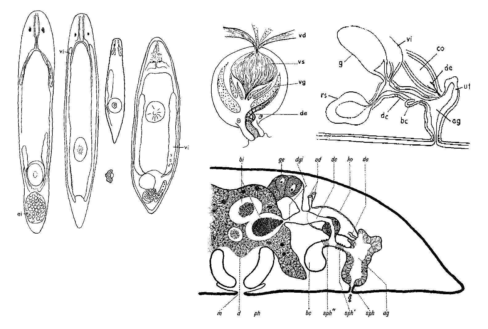 Image of Olisthanella