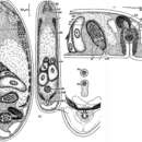 Image of Eumecynostomum juistensis (Dörjes 1968)