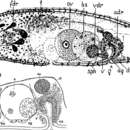 Image of Eumecynostomum macrobursalium (Westblad 1946)