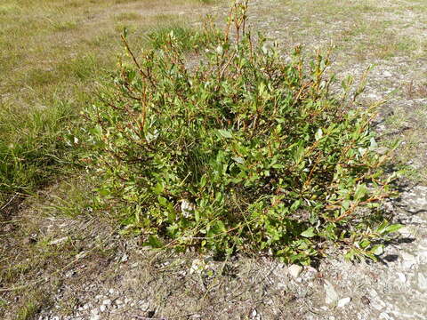 Image of Salix foetida Schleicher