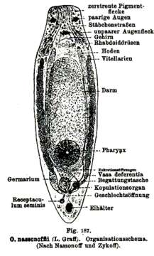 Image of Olisthanella