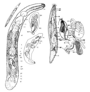 Image of Olisthanella luteophila Kolasa 1981