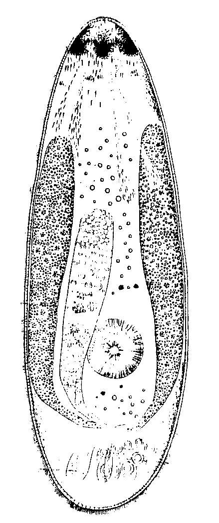 Image de Olisthanella obtusa (Schultze 1851)