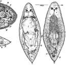 Sivun Olisthanella opistomiformis Nasonov 1924 kuva