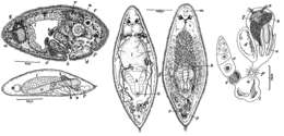 Image of Olisthanella opistomiformis Nasonov 1924