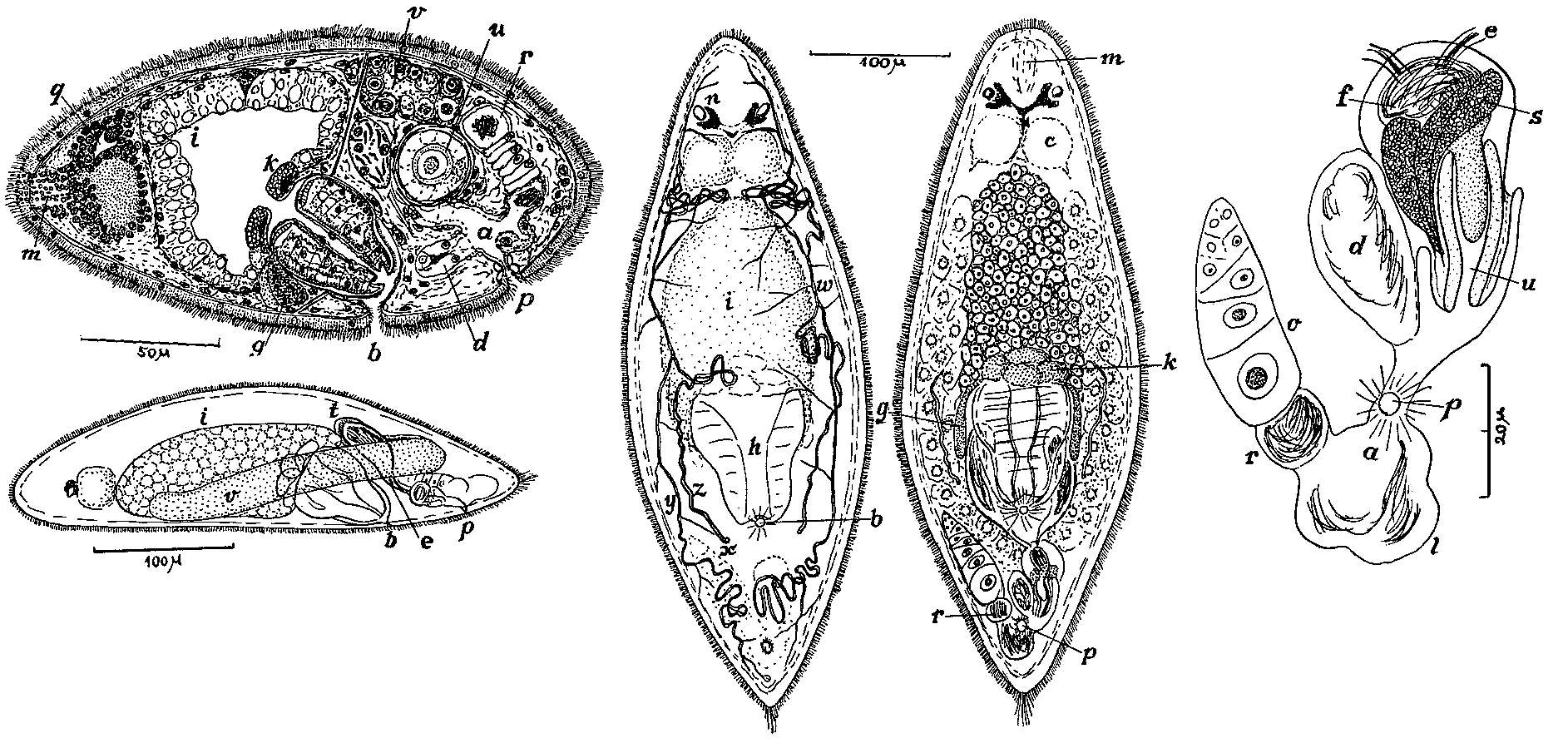 Image of Olisthanella opistomiformis Nasonov 1924