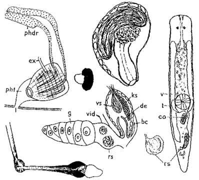 Image of Olisthanella opistomiformis Nasonov 1924