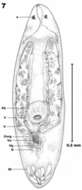 Image of Olisthanella opistomiformis Nasonov 1924