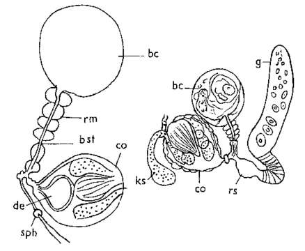 Image of Olisthanella palmeni Nasonov 1917