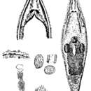 Image of Rhynchomesostoma rostratum (Müller OF 1773)