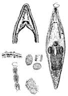 Image of Rhynchomesostoma