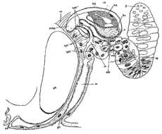 Слика од Rhynchomesostoma