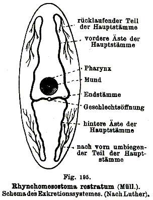 Слика од Rhynchomesostoma