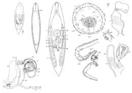 Image of Rhynchomesostoma lutheri Papi 1963