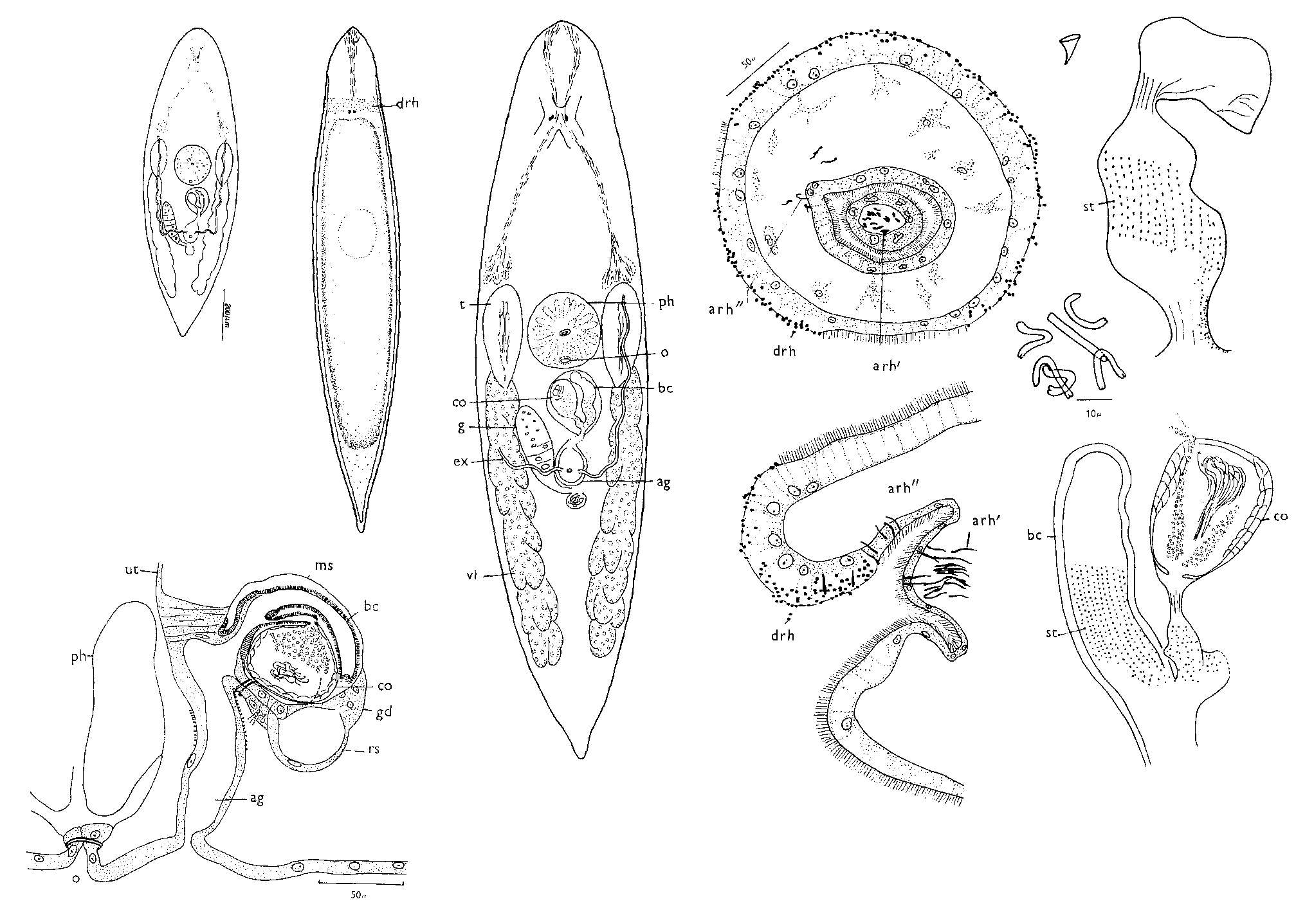 Image of Rhynchomesostoma lutheri Papi 1963