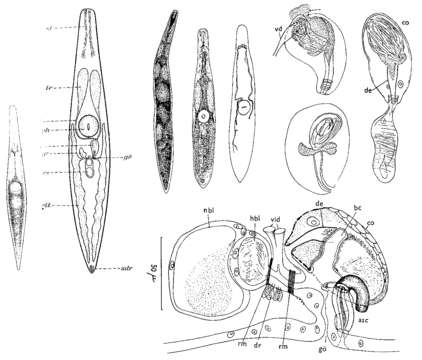 Image of Ascophora