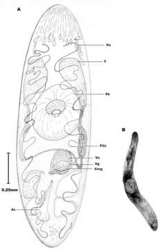 Image de Dochmiotrema