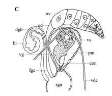 Image of Phaenocora