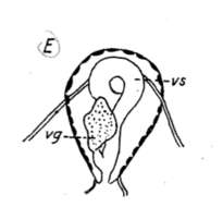 Image of Phaenocora