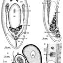 Image of Eumecynostomum tardum (Ehlers & Dörjes 1979)