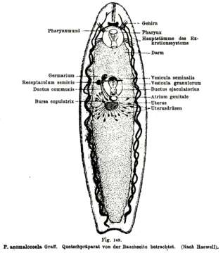 Image of Phaenocora anomalocoela Graff 1913