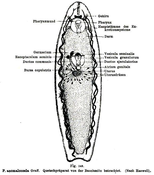 Image of Phaenocora anomalocoela Graff 1913