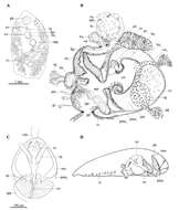 Phaenocora anomalocoela Graff 1913的圖片