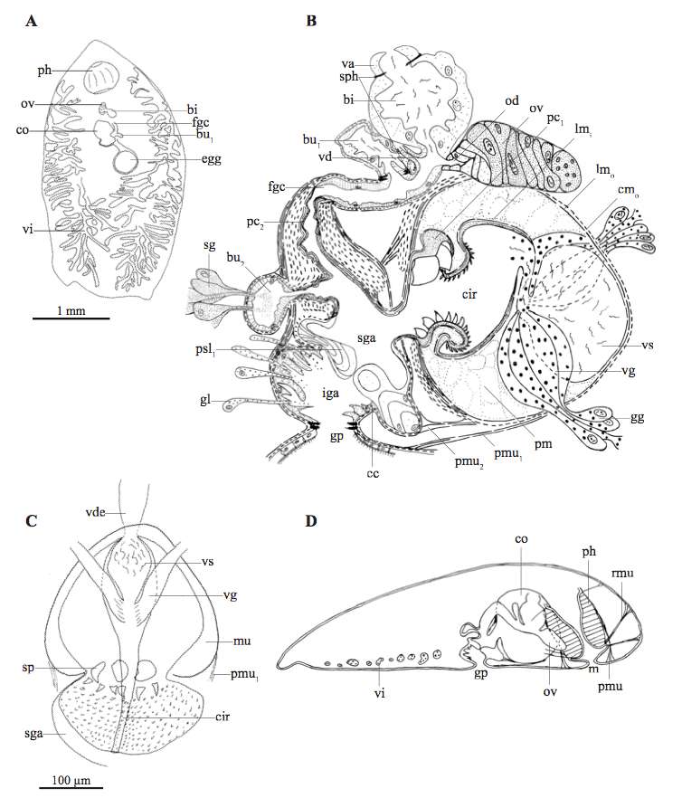 Image of Phaenocora anomalocoela Graff 1913