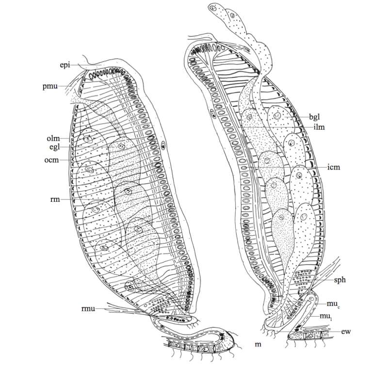 Image of Phaenocora anomalocoela Graff 1913