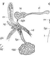 Image of Phaenocora anophthalma (Vejdovsky 1895) Hoften 1907