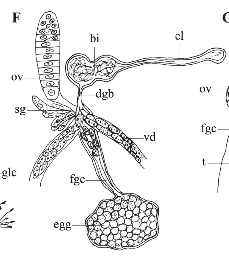 Phaenocora anophthalma (Vejdovsky 1895) Hoften 1907的圖片