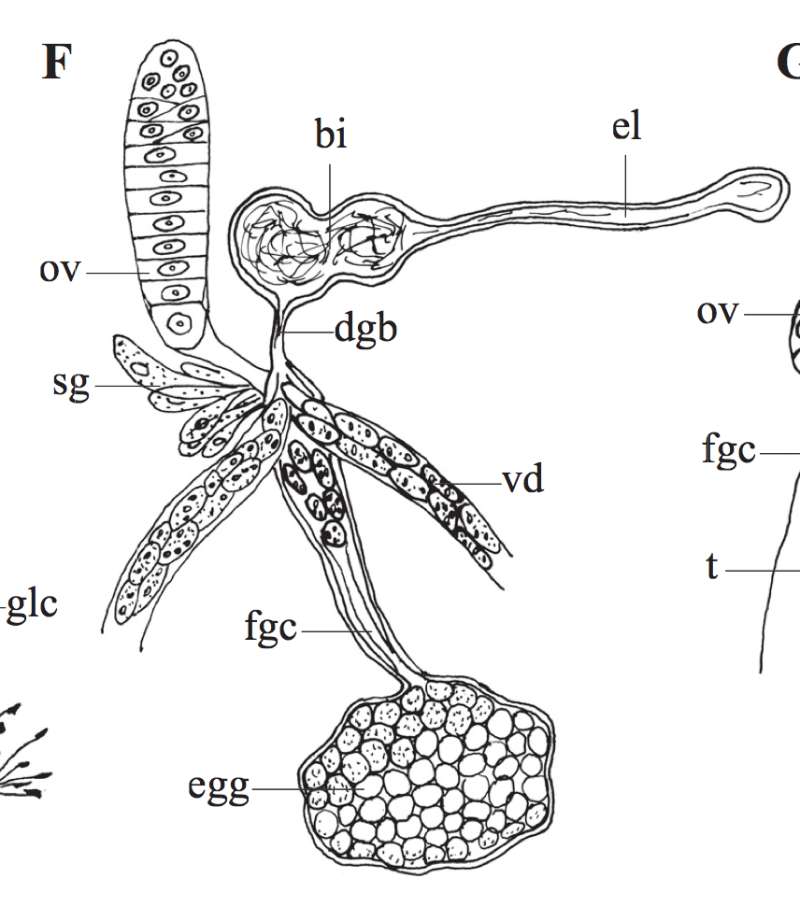 Image of Phaenocora anophthalma (Vejdovsky 1895) Hoften 1907