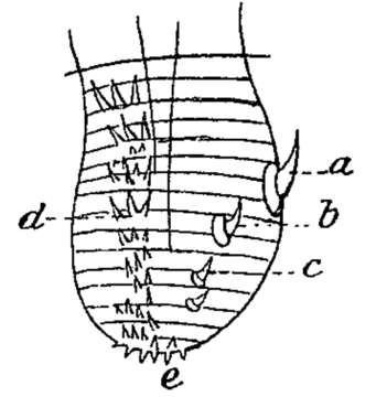 Sivun Phaenocora anophthalma (Vejdovsky 1895) Hoften 1907 kuva