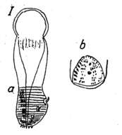 Phaenocora anophthalma (Vejdovsky 1895) Hoften 1907的圖片