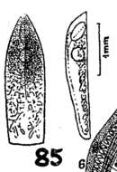 Sivun Phaenocora chloroxantha Marcus 1946 kuva