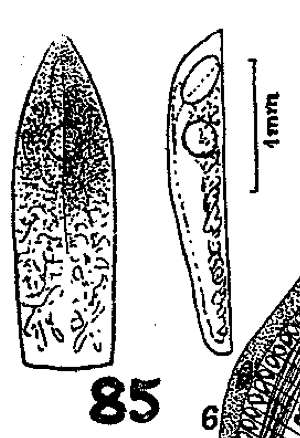 Phaenocora chloroxantha Marcus 1946的圖片