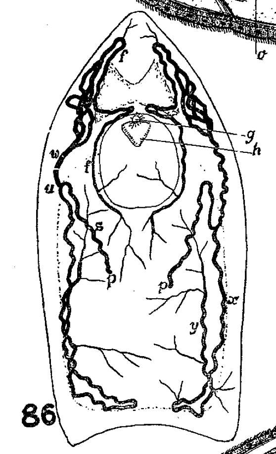 Sivun Phaenocora chloroxantha Marcus 1946 kuva